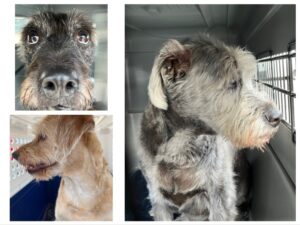 Barry, Fiona and Clementine, from Dübendorf, Switzerland to Wauwatosa, WI, USA