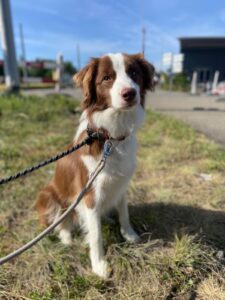 Bella, Border Collie, from Shanghai, China to Basel, Switzerland