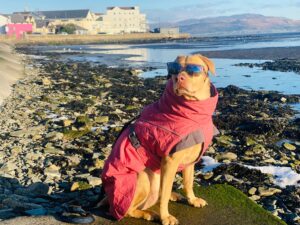 Bella, Labrador Mix, from, Zurich, Switzerland to Dublin, Ireland