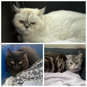 Bella, Lilly and Maddie, from Dubai, UAE to Scuol, Switzerland