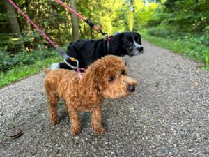Billie, Australian Shepherd Mix and Lila, Poodle, from Hong Kong to Zollikon, Switzerland