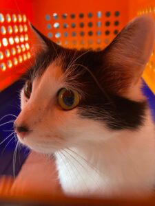 Billie, Domestic Medium Hair, from Burwood, NSW, Australia to Basel, Switzerland