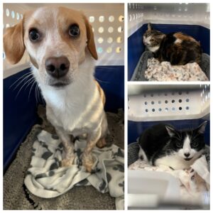 Billy, Maxi and Misu, from Uster, Switzerland to Edinburgh, Scotland