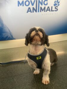 Blue, Shih Tzu, from Zurich, Switzerland to Belo Horizonte, Brazil