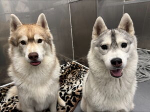 Blue and Jazz, both Siberian Huskies, from Santiago de Chile, Chiile to Vienna, Austria