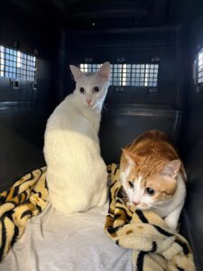 Blue and Peanut, both European Shorthair, from Opfikon, Switzerland to Hong Kong