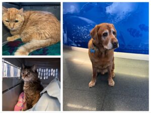 Bo, Labrador and Peach and Yoda, both Domestic Shorthair, traveling from Kappel am Albis to New York NY, USA