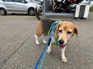 Bobby, Beagle Mix, from Perth, Australia to Zurich, Switzerland