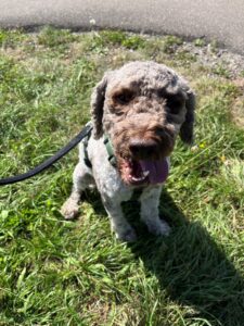 Bobby, Lagotto, from Zurich, Switzerland to Manila, Philippines