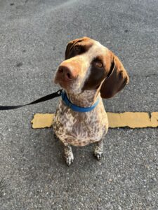 Bronco, German Shorthair Pointer, from Bogota, Colombia to Cham, Switzerland
