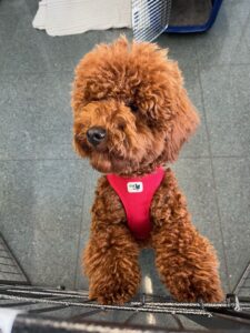 Brownie, Toy Poodle, from Zurich, Switzerland to Dubai, UAE