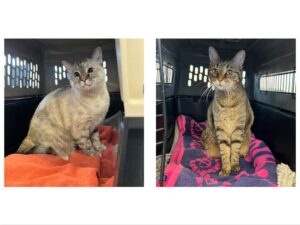 Cali and Dixie, from Pratteln, Switzerland to Fort Myers FL, USA