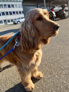 Cannelle, English Cocker Spaniel, from Basel, Switzerland to Montreal, Canada