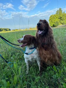 Cara, Irish Setter and Milou, Brittany Spaniel, from New York, USA to Hesingue, France