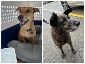 Cashew, Corgi Mix and Lily, Labrador Mix, from Coppet, Switzerland to Chicago, USA