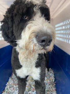 Charlie, Bernedoodle, from Toronto, Canada to Pully, Switzerland