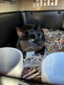 Charlie, DSH, from Chicago, USA to Basel, Switzerland