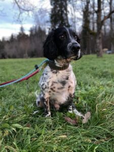 Charlie, English Springer Spaniel, from Verbier, Switzerland to Dubai, UAE