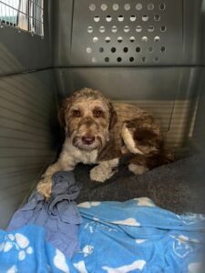 Chester, Labradoodle, from Reading, UK to Zug, Switzerland