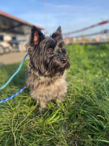 Chilly, Cairn Terrier, from Zurich, Switzerland to Cape Town, South Africa