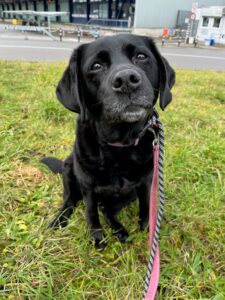 Coaly, Labrador Retriever, from New York, USA to Lucerne, Switzerland