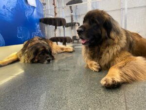 Cochamo & Caria, Leonberger, from Beringen, Switzerland to Richmond, Canada