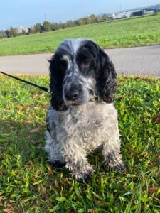 Frequent traveler Coco, Cocker Spaniel, from Bad Ragaz, Switzerland to Hong Kong