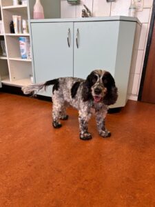 Coco, Cocker Spaniel, from Bad Ragaz, Switzerland to Hong Kong