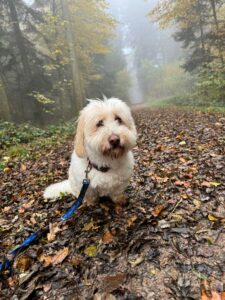Coco, Coton de Tulear, from Commugny, Switzerland to Cape Town, South Africa