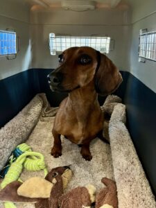 Coco, Dachshund, from Zurich, Switzerland to Dubai, UAE