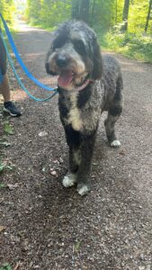 Coco, Goldendoodle, from Aesch, Switzerland to Chicago, USA