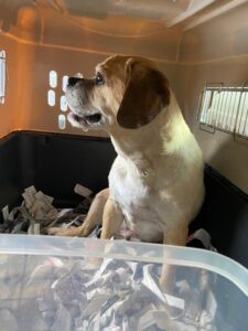 Cooper, Puggle, together with Honey, from Dubai, UAE to Messen, Switzerland