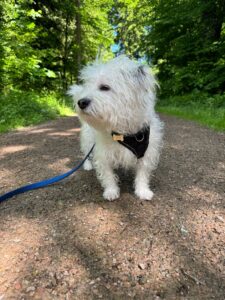 Copo, Coton de Tulear Mix, from La Tour-de-Peilz, Switzerland to Bondi, NSW, Australia