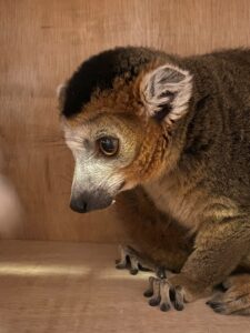 Crowned Lemus, Eulemur coronatus, Belfast, Northern Ireland to Basel, Switzerland