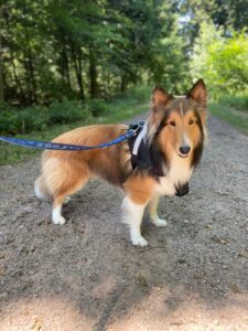 Dallas, Sheltie, from La Sarraz, Switzerland to Sao Paulo, Brazil