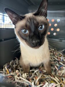 Danny, Siamese, from New York, USA to Zurich, Switzerland