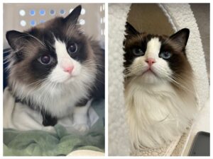 Darcy and Juliet, both Ragdolls, from Zurich, Switzerland to Hong Kong