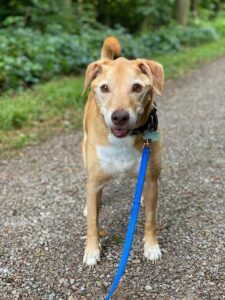 Dash, Labrador Beagle Mix, traveling from Riehen to San Francisco