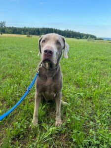 Dexter, Labrador, from Meggen, Switzerland to Dubai, UAE