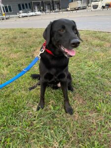 Dipper, Labrador, from Zurich, Switzerland to Toronto, Canada