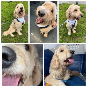 Donnie, Goldendoodle, from Zurich, Switzerland to Manila, Philippines