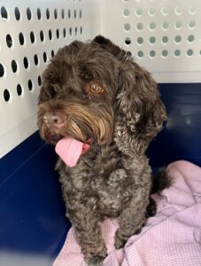 Dudley, Cockapoo, from London, Great Britain to Steinhausen, Switzerland