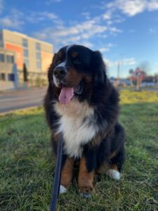 Duke, Bernese Mountain Dog, from Cham, Switzerland to San Francisco, CA, USA