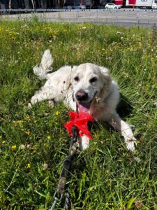 Duke, Golden Retriever, from Gland, Switzerland to Wayzata, MN, USA