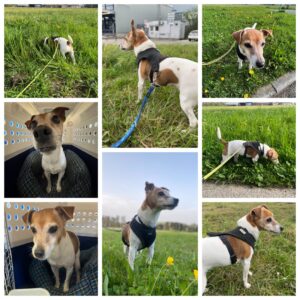 Effie, Jack Russell Terrier, from Richterswil, Switzerland to Melbourne, Australia