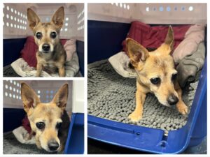 Elisa, Chihuahua Mix, from Zurich, Switzerland to Cape Town, South Africa