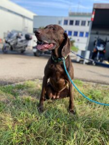 Ella, German Shorthaired Pointer, from Hard, Austria to Miami, USA