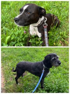 Elsa, English Staffordshire Terrier and Poppy, Mix, from Forel, Switzerland to Melbourne, Australia