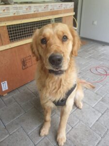 Enzo, Golden Retriever, from Emalahleni, South Africa to Baar, Switzerland