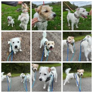 Eve and Sherlock, both Parson Russell Terrier, from La Croix sur Lutry, Switzerland to Alnmouth, Great Britain